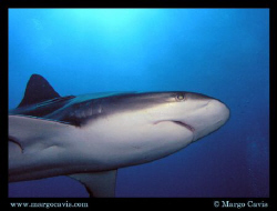 Reef shark in Roatan.  by Margo Cavis 